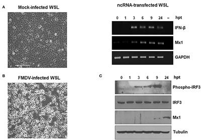 A Wide-Ranging Antiviral Response in Wild Boar Cells Is Triggered by Non-coding Synthetic RNAs From the Foot-and-Mouth Disease Virus Genome